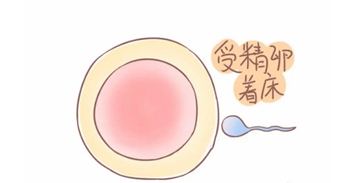 肥胖对试管婴儿成功率的影响有多大？