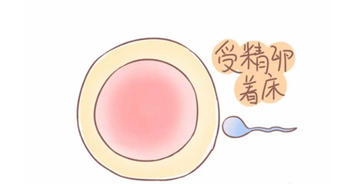 美国试管专家解读：44岁AMH值2.11的怀孕成功率