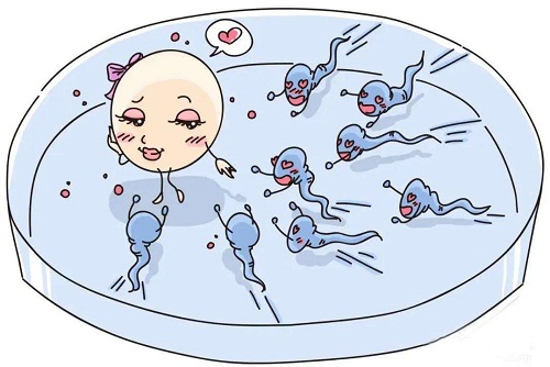 试管婴儿的具体流程：取卵和取精！