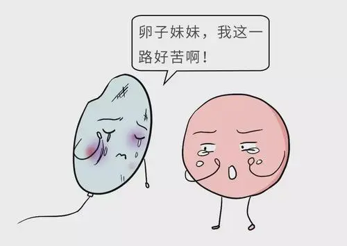 试管前检查哪些项目？检查费用多少钱？