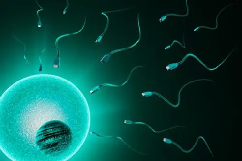 试管婴儿一般选择什么样的胚胎进行移植？